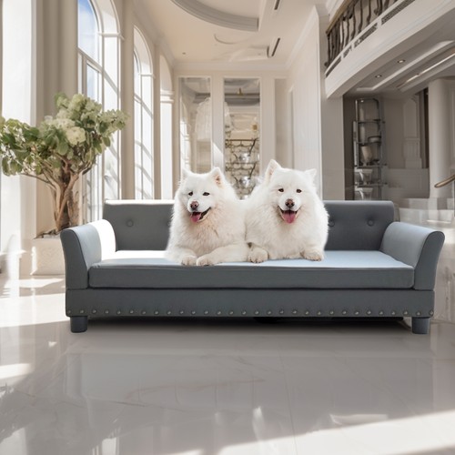 Luxury raised dog - luxury, couch