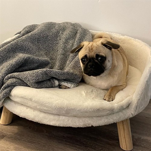 Elevated pet sofa dog - elevated,